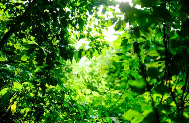 Las hojas verdes son translúcidas en los rayos del sol brillante.