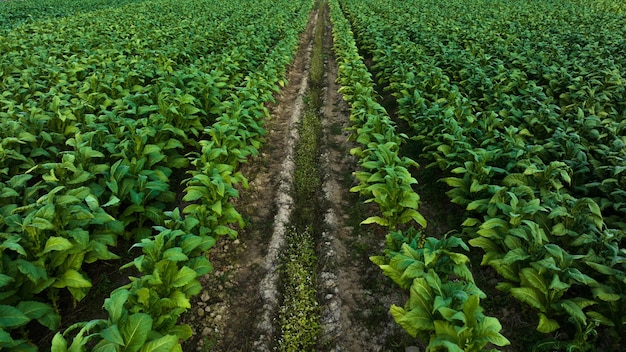 Hojas verdes de tabaco agrícola y vista aérea de tierras de cultivo de plantaciones de textura