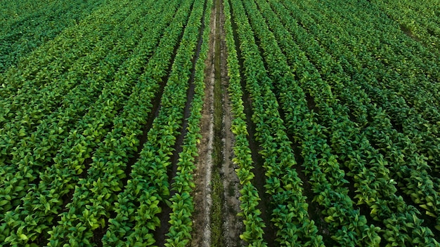 Hojas verdes de tabaco agrícola y vista aérea de tierras de cultivo de plantaciones de textura