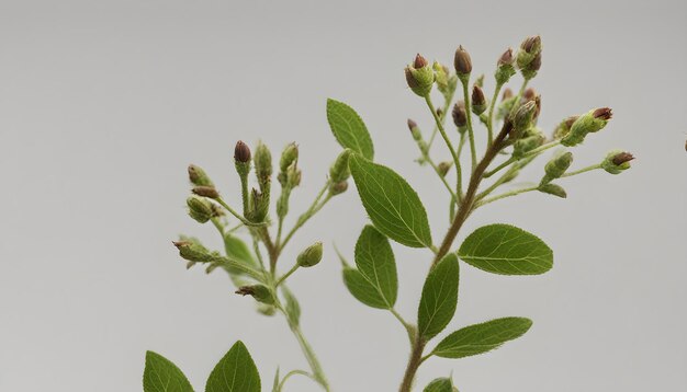 de hojas verdes con tallo marrón y algunos brotes