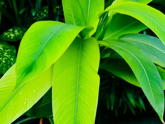 Hojas verdes textura fondo naturaleza y papel tapiz