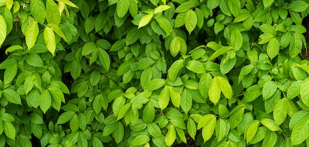 Hojas verdes con textura de gota de agua, fondo verde de la naturaleza del follaje