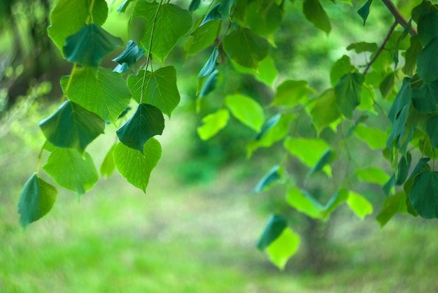 Hojas verdes de tilo para el fondo