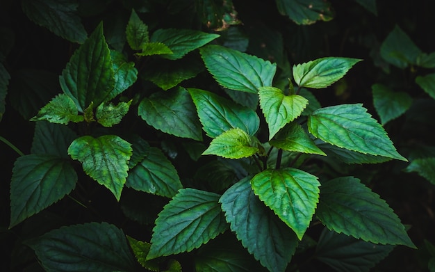 hojas verdes en el tono oscuro