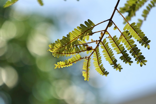 Hojas verdes en tropical