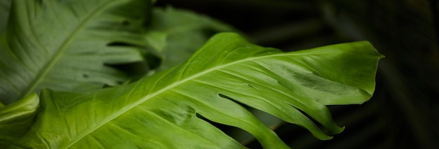 Hojas verdes tropicales en el fondo naturaleza concepto de planta de bosque de verano diseño creativo