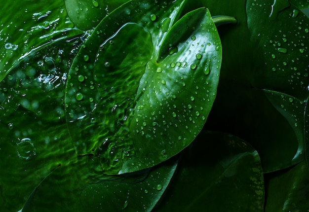 Hojas verdes tropicales con gotas de agua