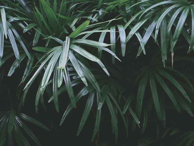 hojas verdes tropicales en jardín de verano