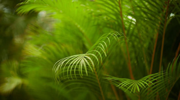 Hojas verdes tropicales sobre fondo naturaleza verano bosque planta concepto