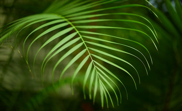 Hojas verdes tropicales sobre fondo naturaleza verano bosque planta concepto