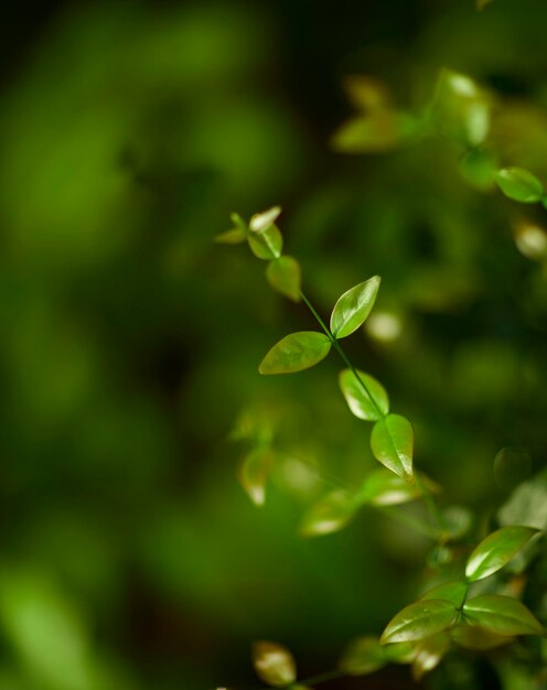 Foto hojas verdes tropicales sobre fondo naturaleza verano bosque planta concepto