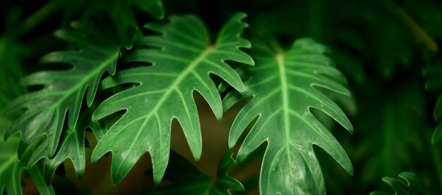 Hojas verdes tropicales sobre fondo naturaleza verano bosque planta concepto