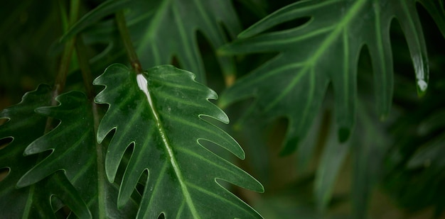 Hojas verdes tropicales sobre fondo naturaleza verano bosque planta concepto