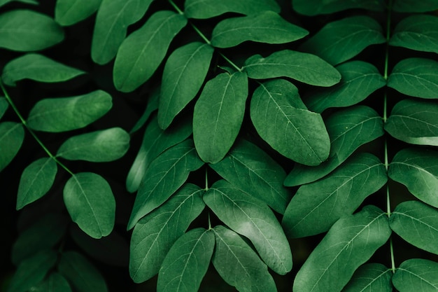 Hojas verdes tropicales