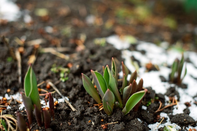 Las hojas verdes de los tulipanes se abren camino a través de la nieve