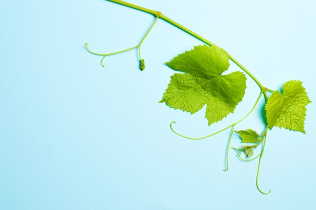 Hojas verdes de uvas en azul