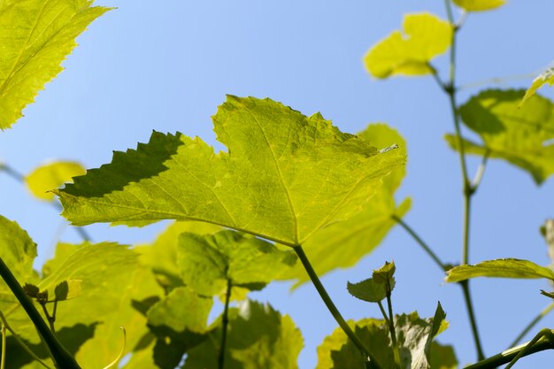 Hojas verdes de uvas en la temporada de primavera, joven follaje verde de uvas contra el cielo azul