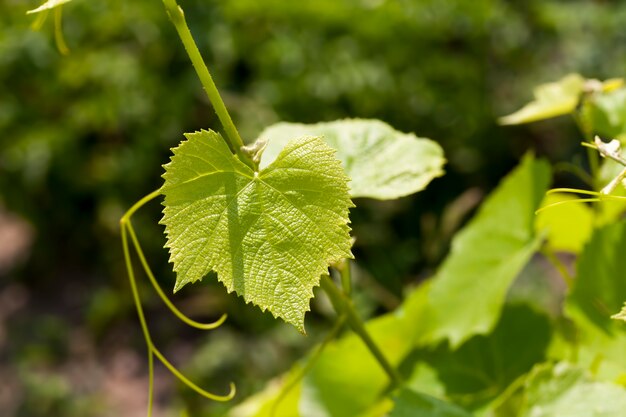 Hojas verdes de uvas en la temporada de primavera.