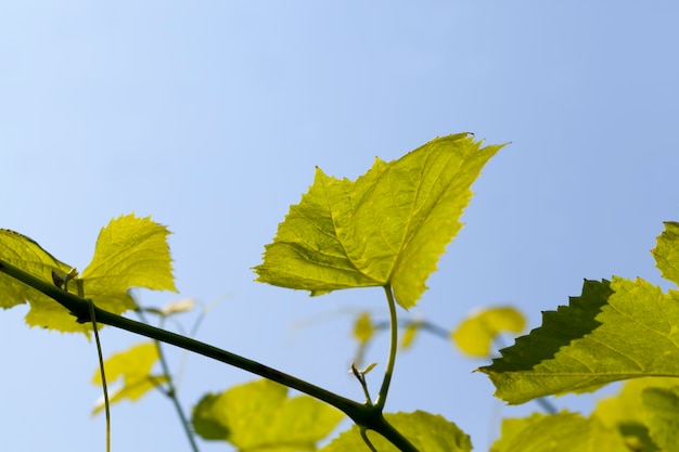 Hojas verdes de uvas en la temporada de primavera.