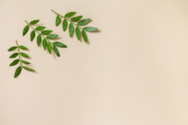 Hojas verdes en vela Fondo de tendencia de champán Concepto de naturaleza ecológica Vista superior endecha plana Espacio de copia