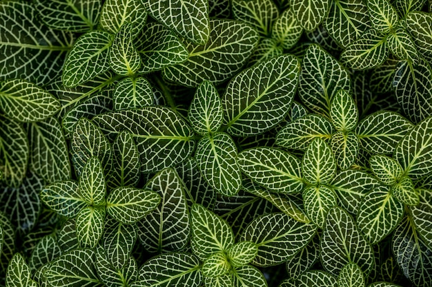 Foto hojas verdes con venas blancas tomadas desde arriba