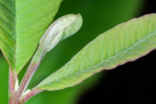 hojas verdes en verde