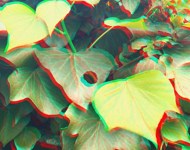 Hojas verdes