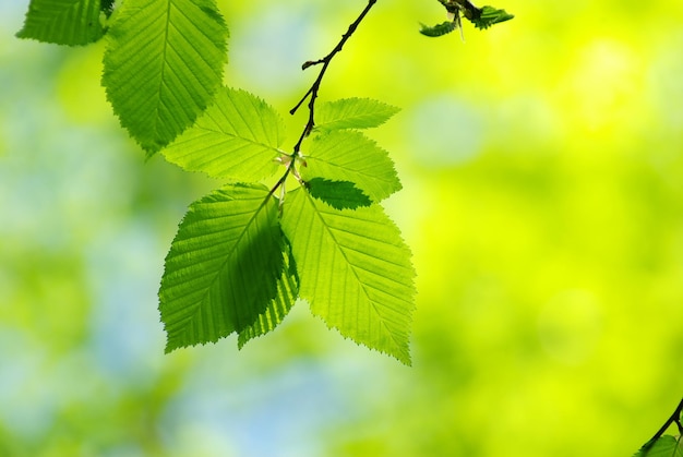 Hojas verdes