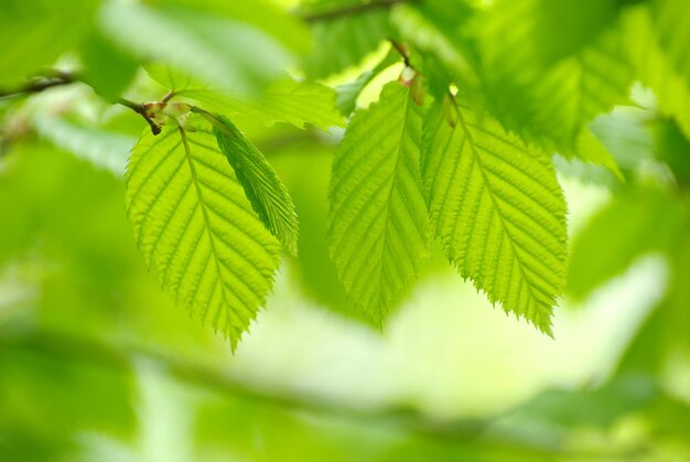 Hojas verdes