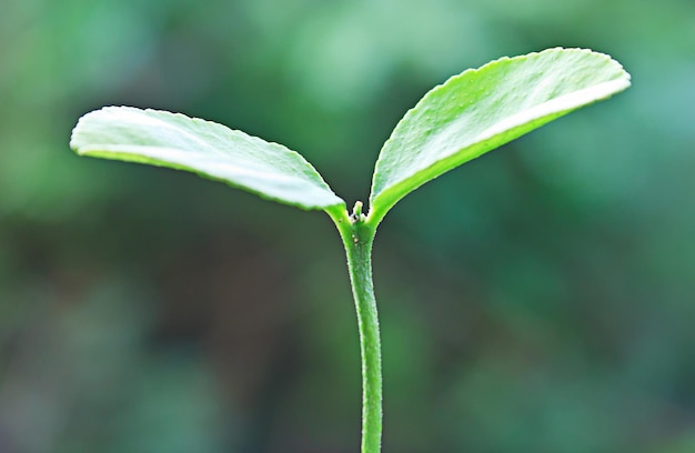 Hojas verdes