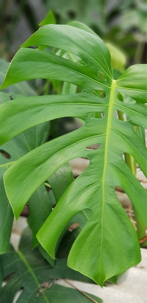 Hojas verdes