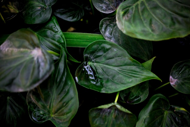 Foto las hojas verdes