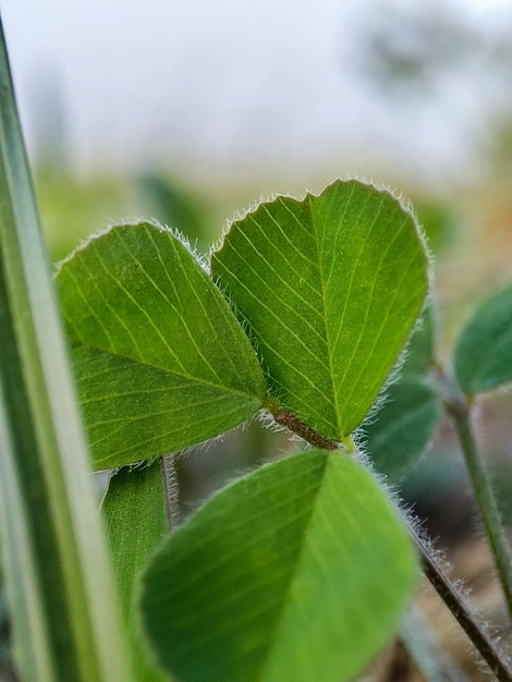 Hojas verdes