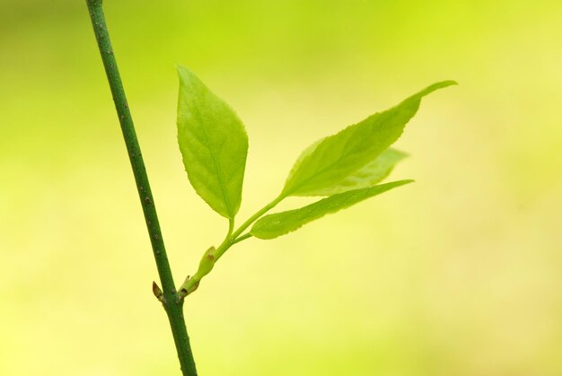 Hojas verdes