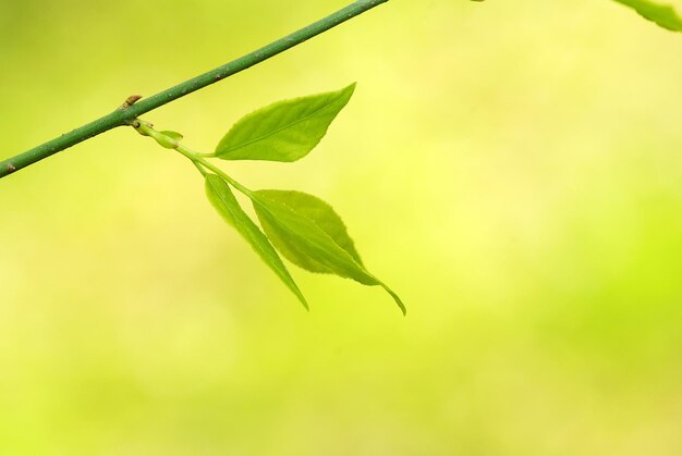 Hojas verdes