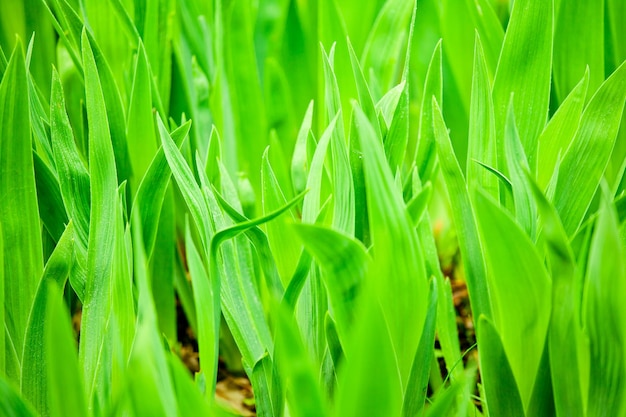 Hojas verdes