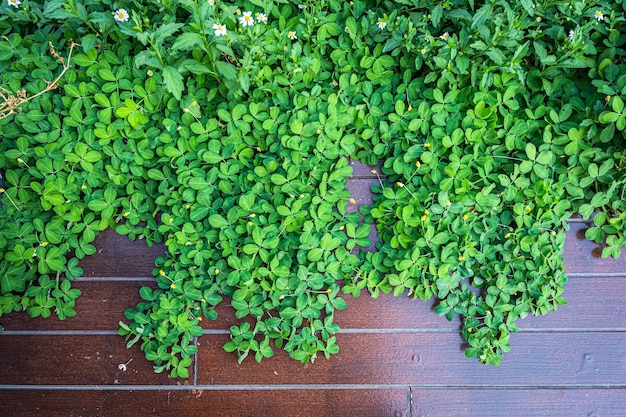 Hojas de vid verde en el piso de tablones de madera que crece naturalmente en el fondo con espacio para copiar