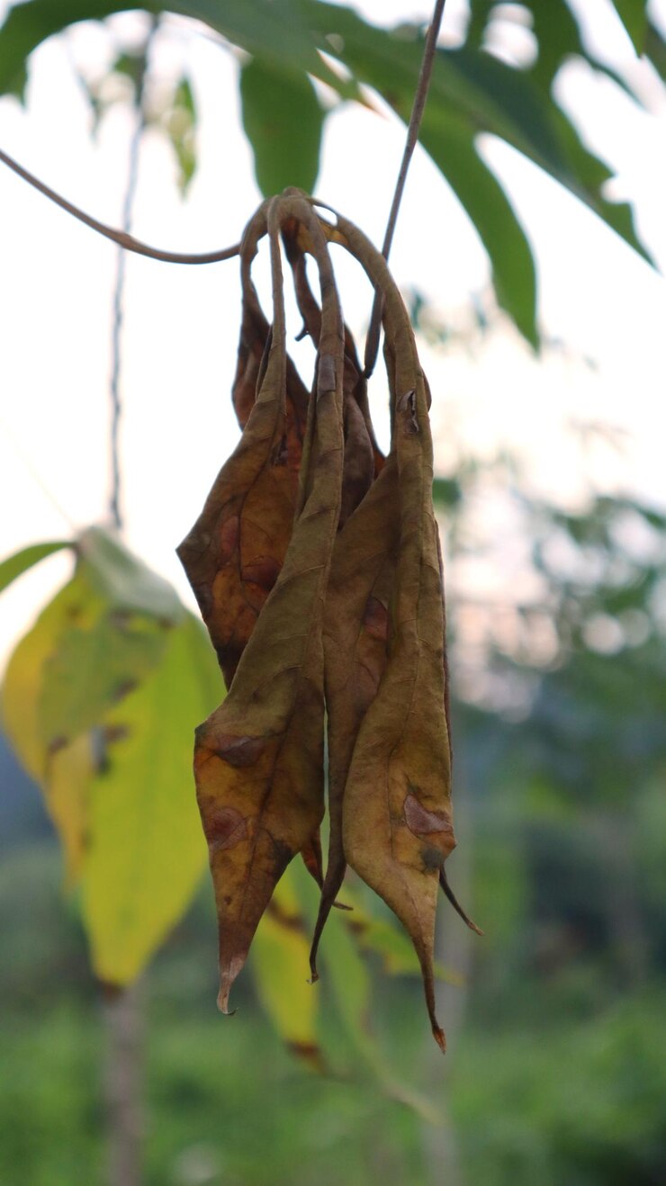 las hojas de yuca secas las hojas secas de yuca son marrones