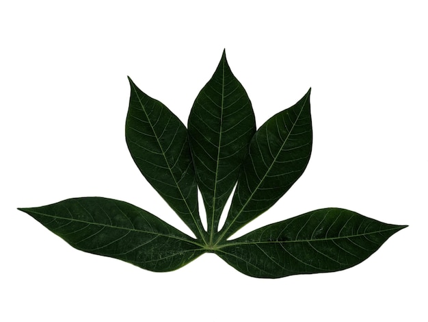 Foto hojas de yuca verde sobre fondo aislado