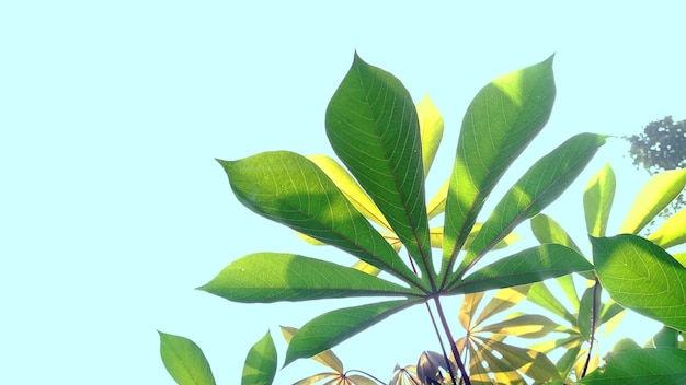 Hojas de yuca verde sobre fondo de cielo