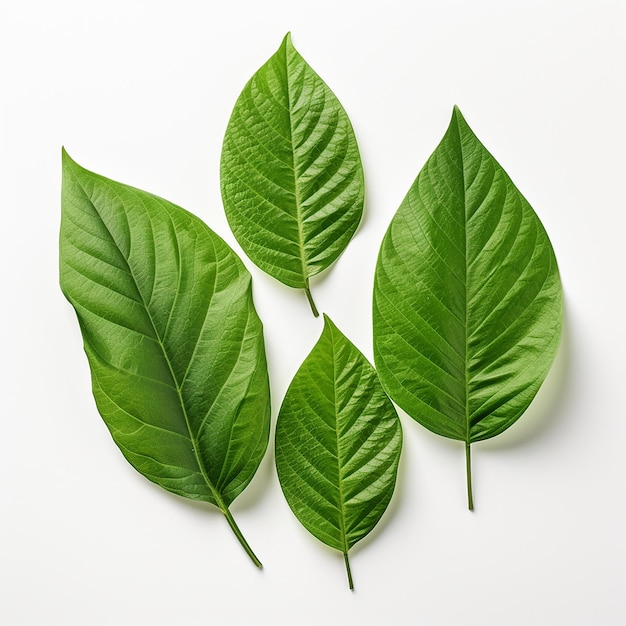 Foto hojas de yute verdes sobre un fondo blanco de alta resolución