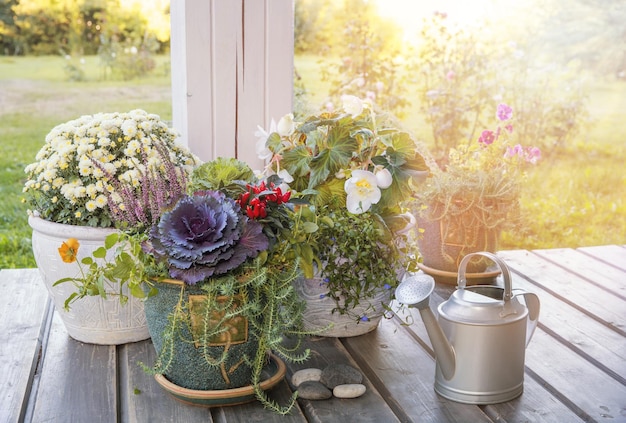 Hola otoño Concepto de jardinería Terraza de una casa de madera con plantas otoñales en grandes macetas Acogedora terraza abierta de madera de la casa