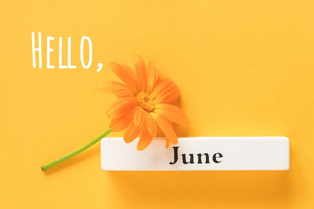 Hola texto de junio, tarjeta de felicitación. Una flor de caléndula naranja y calendario mes de verano junio sobre fondo amarillo. Vista superior Espacio de copia Estilo minimalista endecha plana.