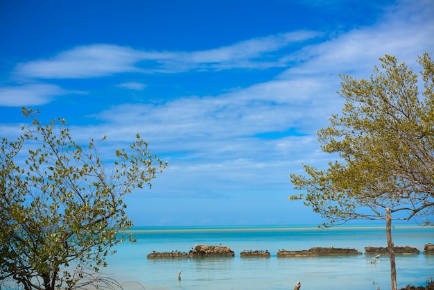 Holbox ilha tropical mangroove no México