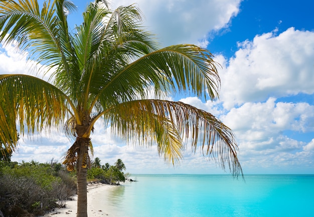 Holbox-Inselparadiesstrand-Palme Mexiko