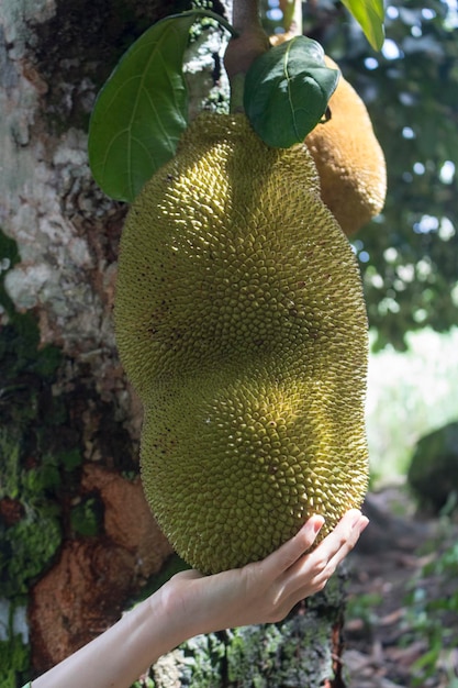 Holding Jackfruit, bekannt als Jaca, das an einem Jackfruchtbaum hängt Berühmte Frucht aus Brasilien Arten Artocarpus heterophyllus