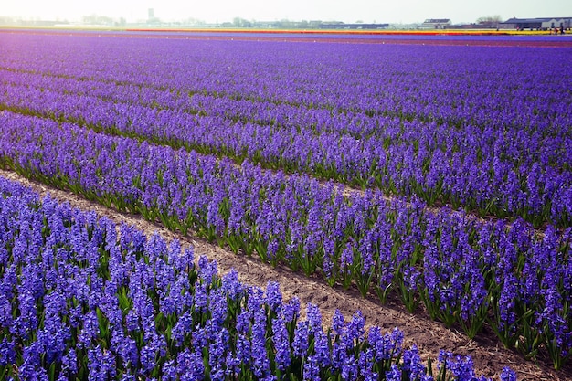 Holländische Blumenfelder