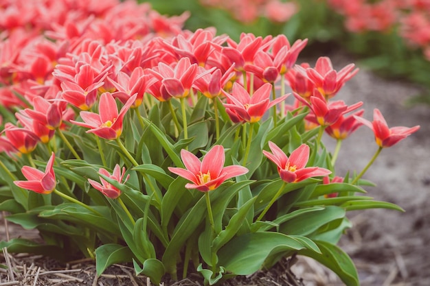 Holländische Blumenfelder