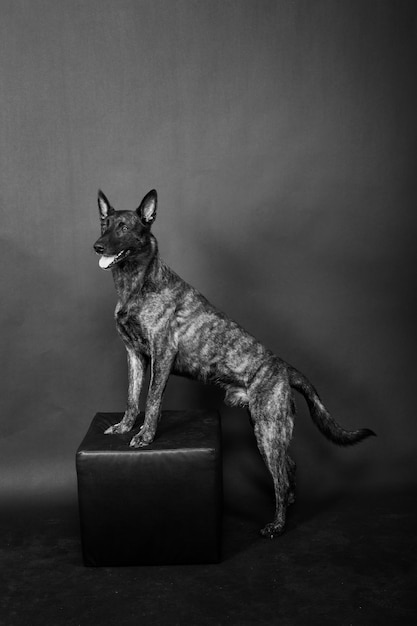 Holländischer Schäferhund auf schwarzem Hintergrund Studio posiert Porträt