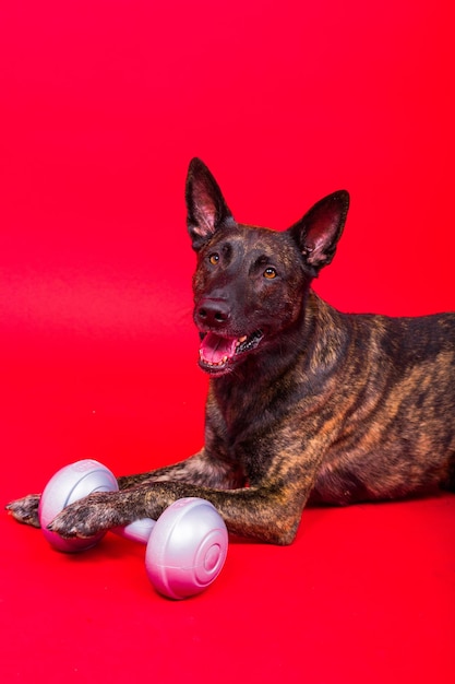 Holländischer Schäferhund hält Hantel auf rotem und gelbem Hintergrund